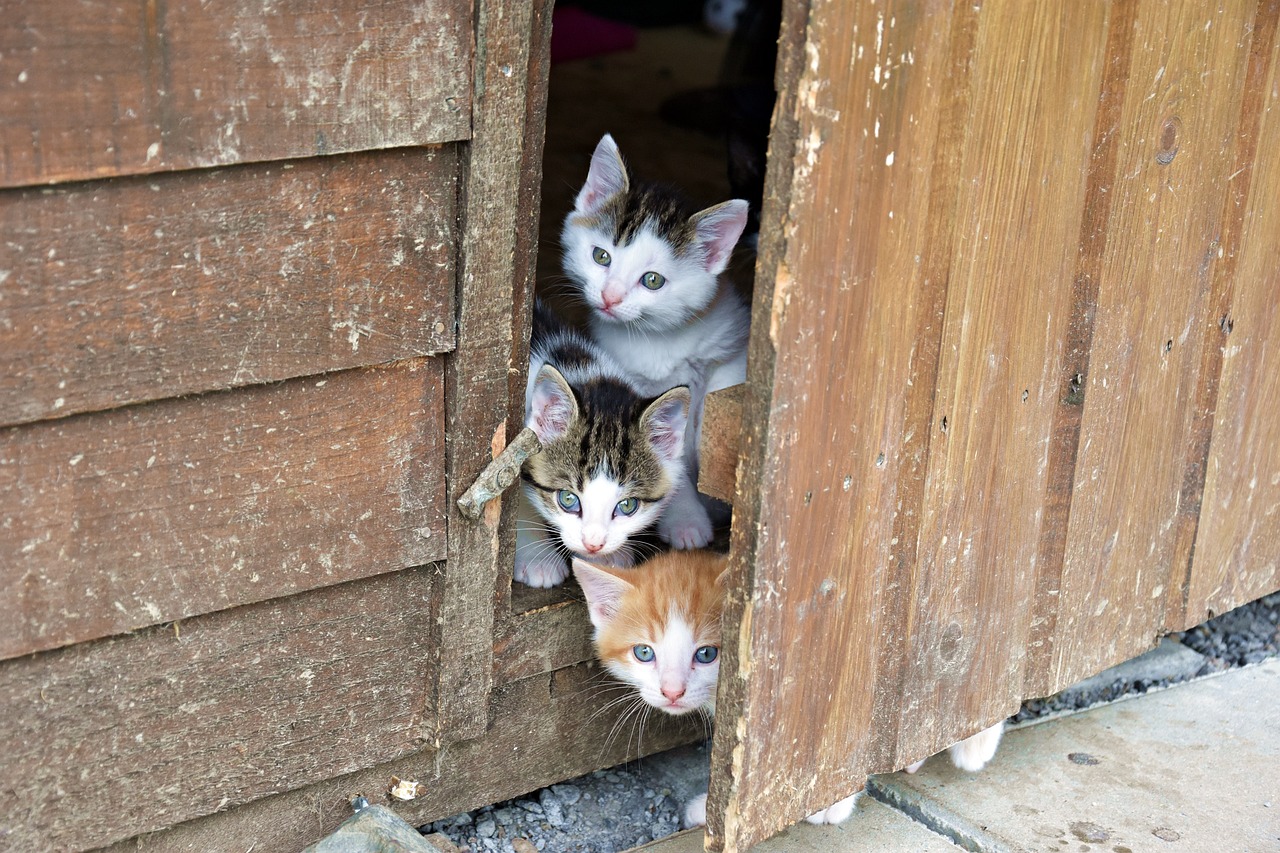 探索宠物市场新趋势，最新猫猫售卖动态