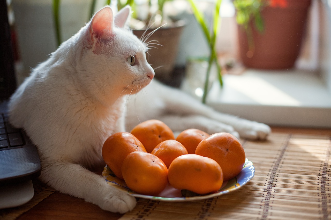 最新猫咪成长观察与照顾指南，猫咪成长过程中的必备知识