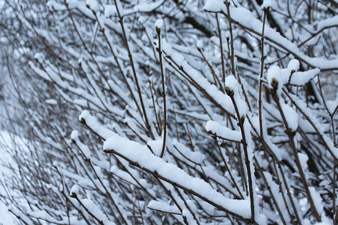 荣成下雪最新报道更新，雪景实时更新