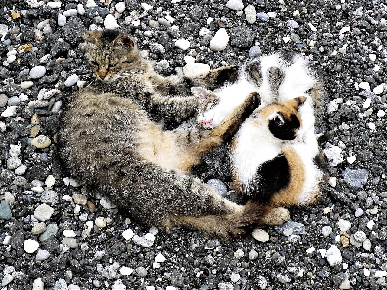 故宫神秘居民揭秘，最新动态关注故宫猫最新生活