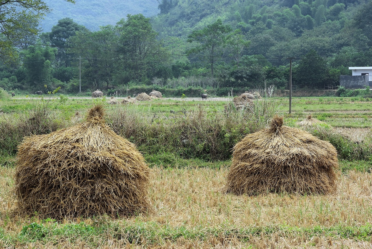 中国疫区最新动态，全面应对与积极进展的最新情况